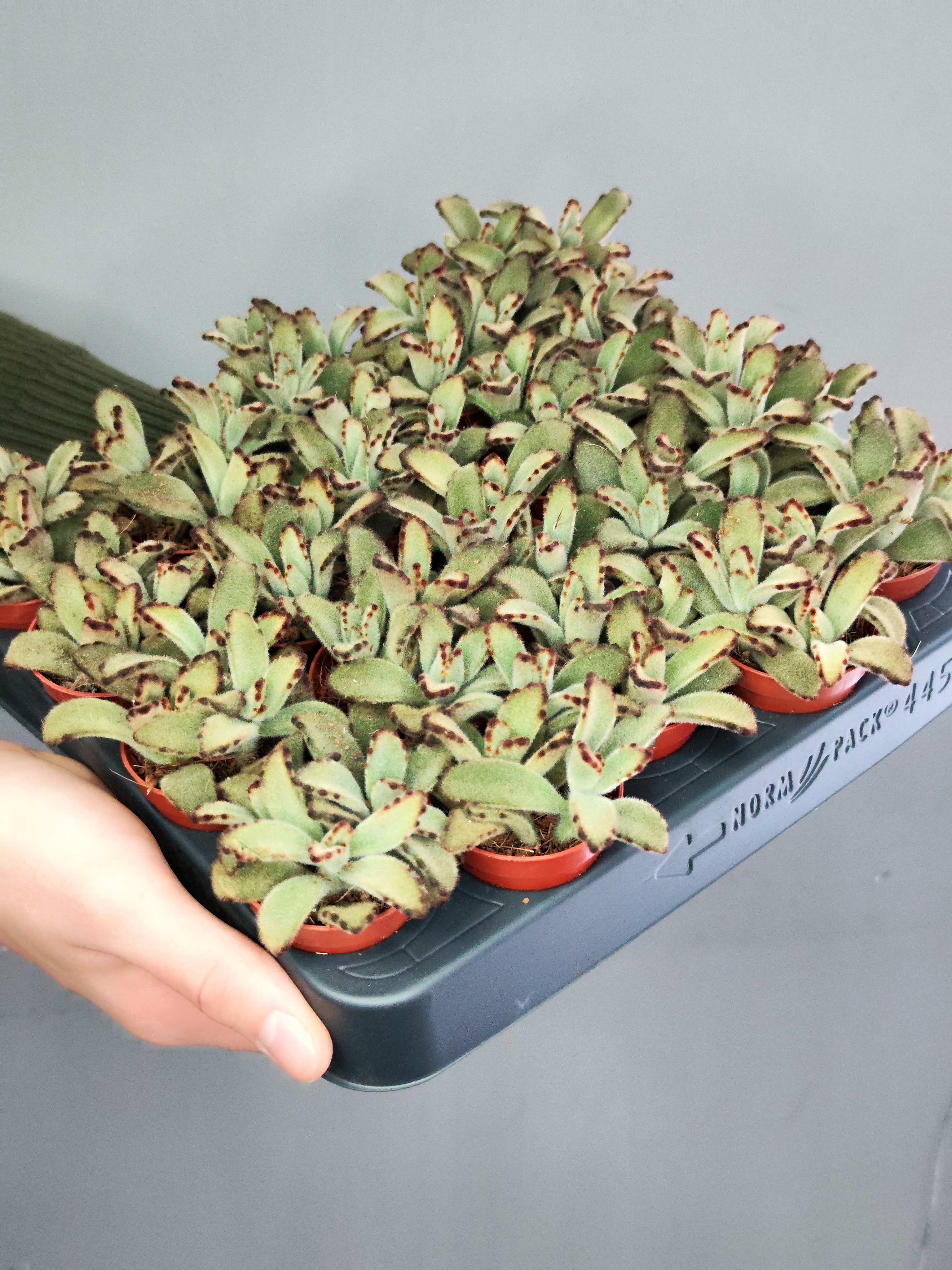 Каланхоэ Томентоза Негра (Kalanchoe Tomentosa Negra) D5см