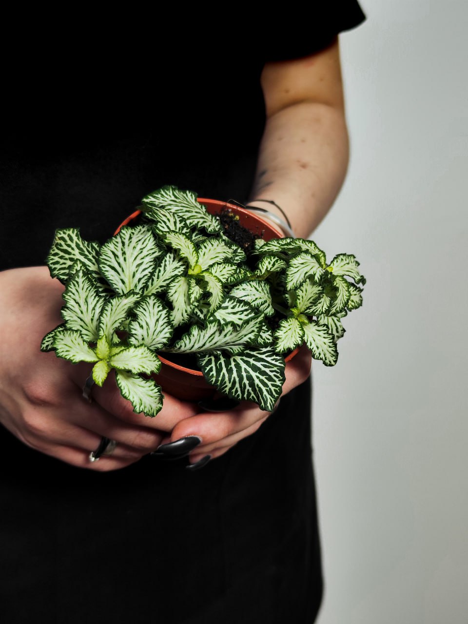 Фиттония Вайт Тигр (Fittonia White Tiger) D8,5см