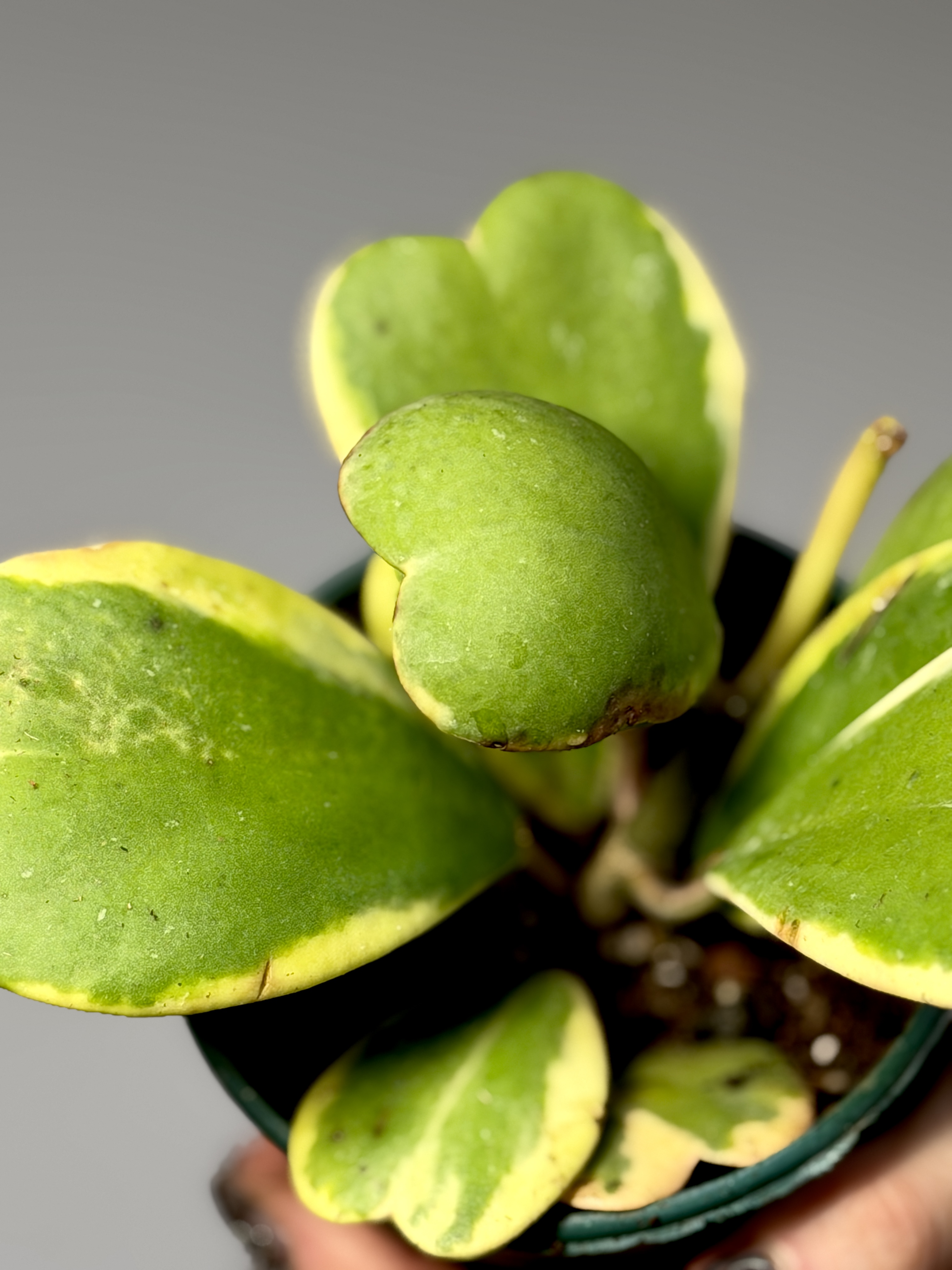 Хойя Керри Вариегатная, Куст (Hoya Kerrii Variegated) D11см