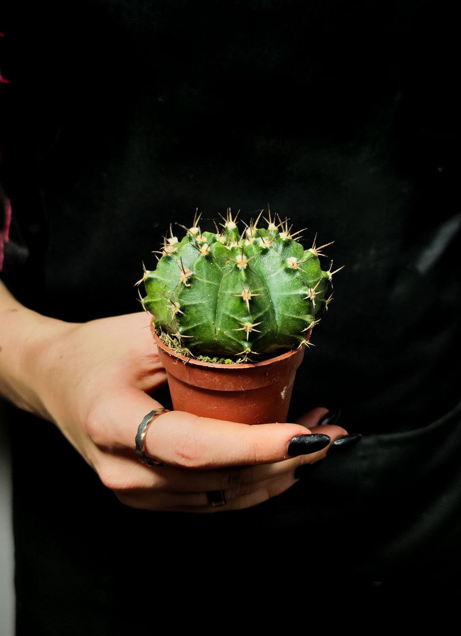 Кактус Гимнокалициум Михановича (Gymnocalycium Mihanovichii) D5см