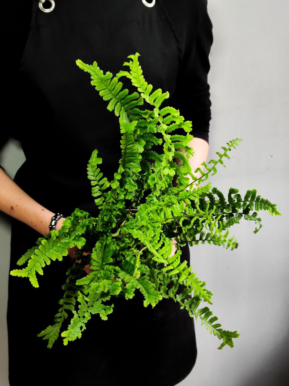 Папоротник Щитовник Родственный «Кристата Кинг» (Dryopteris Affinis The King) D12см