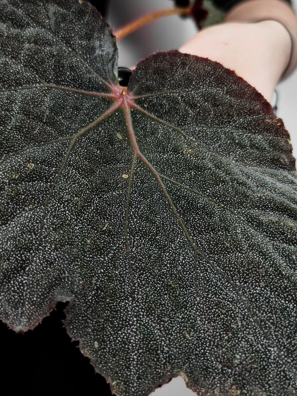 Бегония Таконит (Begonia Taconite) D8см