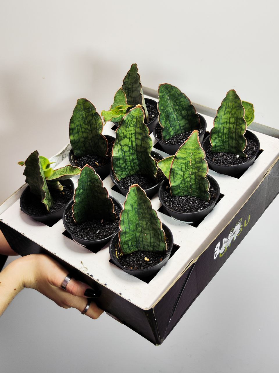 Сансевиерия Стар Грин, Мини Лист (Sansevieria Star Green) D7,5см