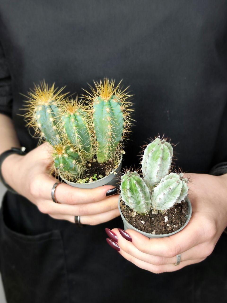 Кактус удлиненный (Cactus mix) D5см
