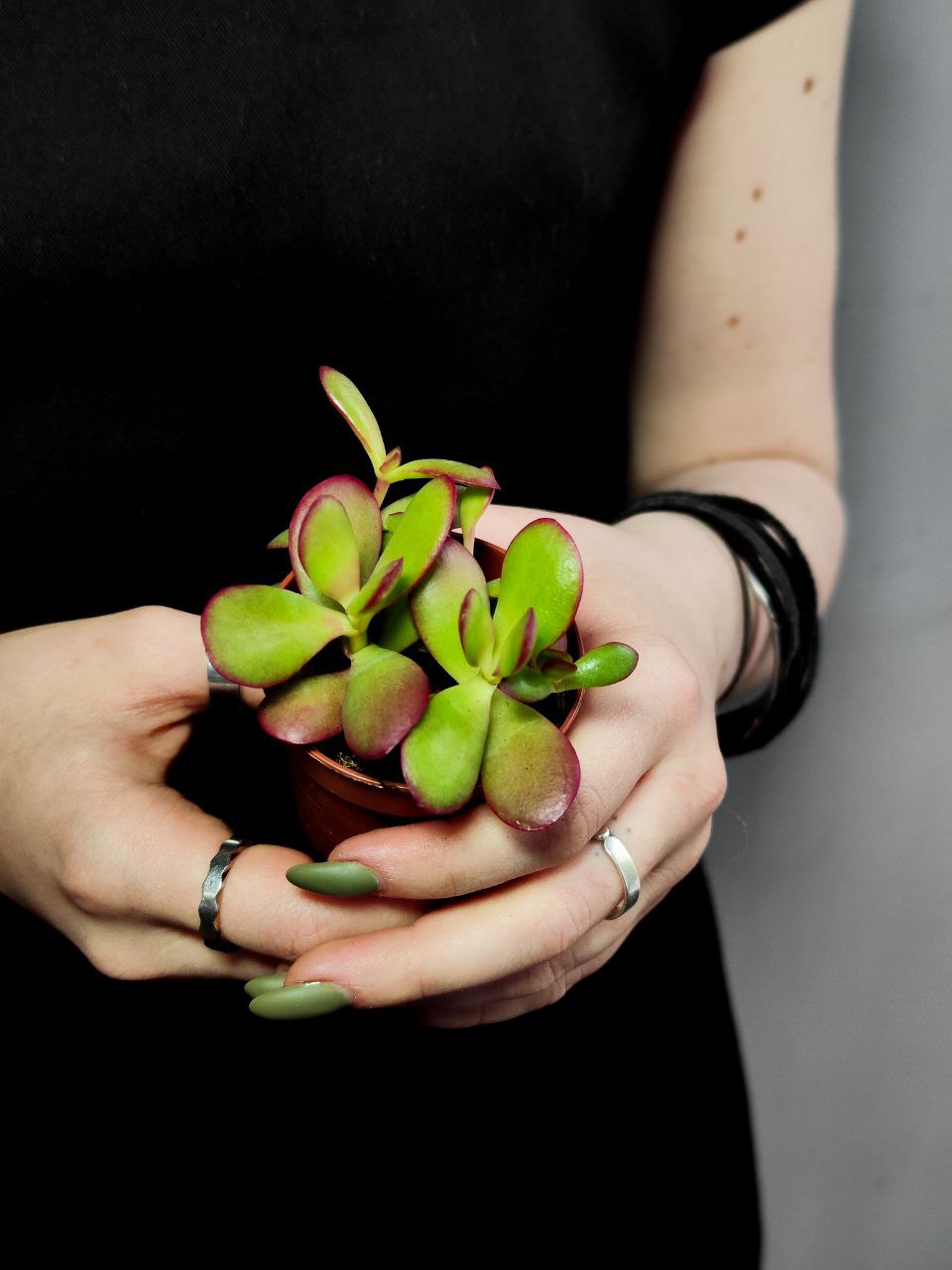 Крассула Платифилла Бургунди (Crassula Platyphylla Bourgundy) D5см
