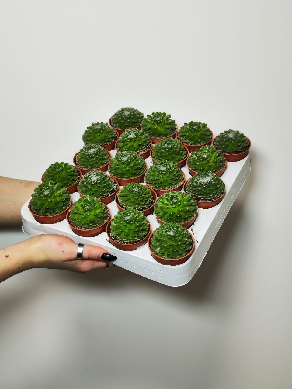 Молодило Паутинистое (Sempervivum Аrachnoideum) D5см