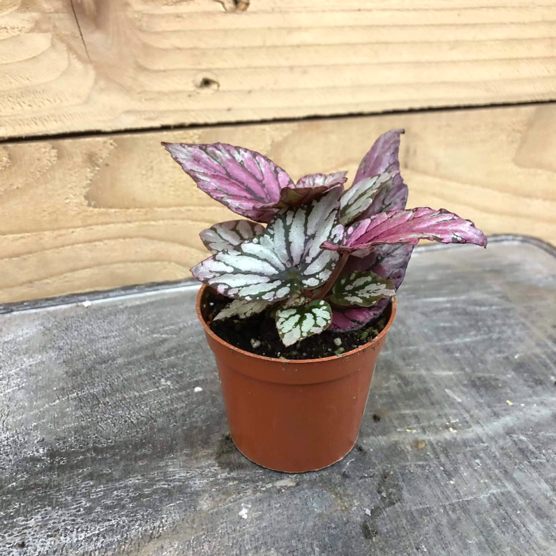 Бегония Рекс Мэджик Колор Хью Маклахлан (Begonia Rex Hugh Mclauchlan) D6см