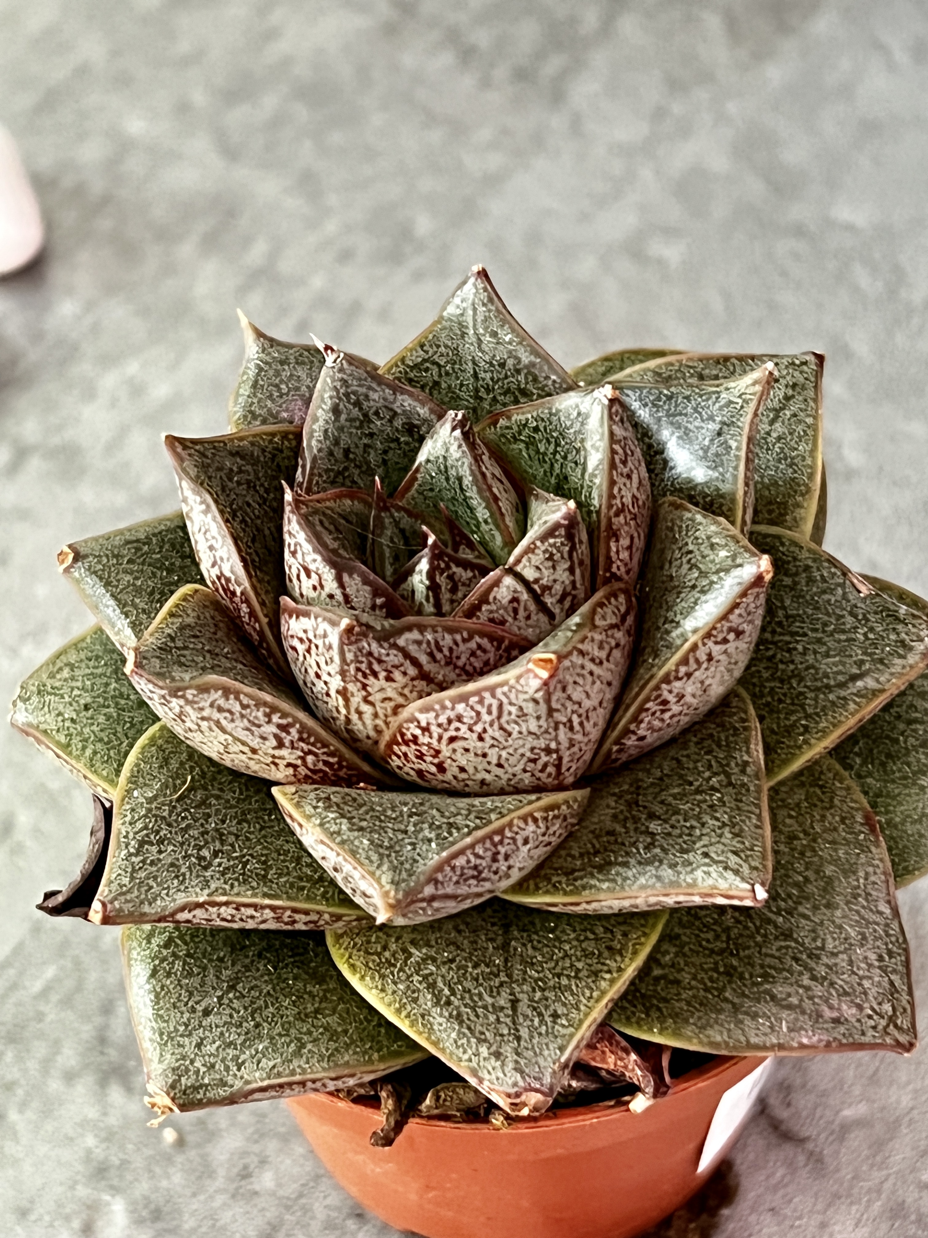 Эхеверия Пурпузорум (Echeveria Purpusorum) D5см