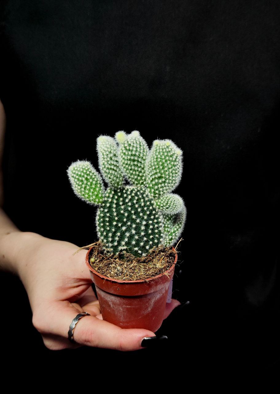 Опунция Микродазис Альба (Opuntia Microdasys Alba) D5см