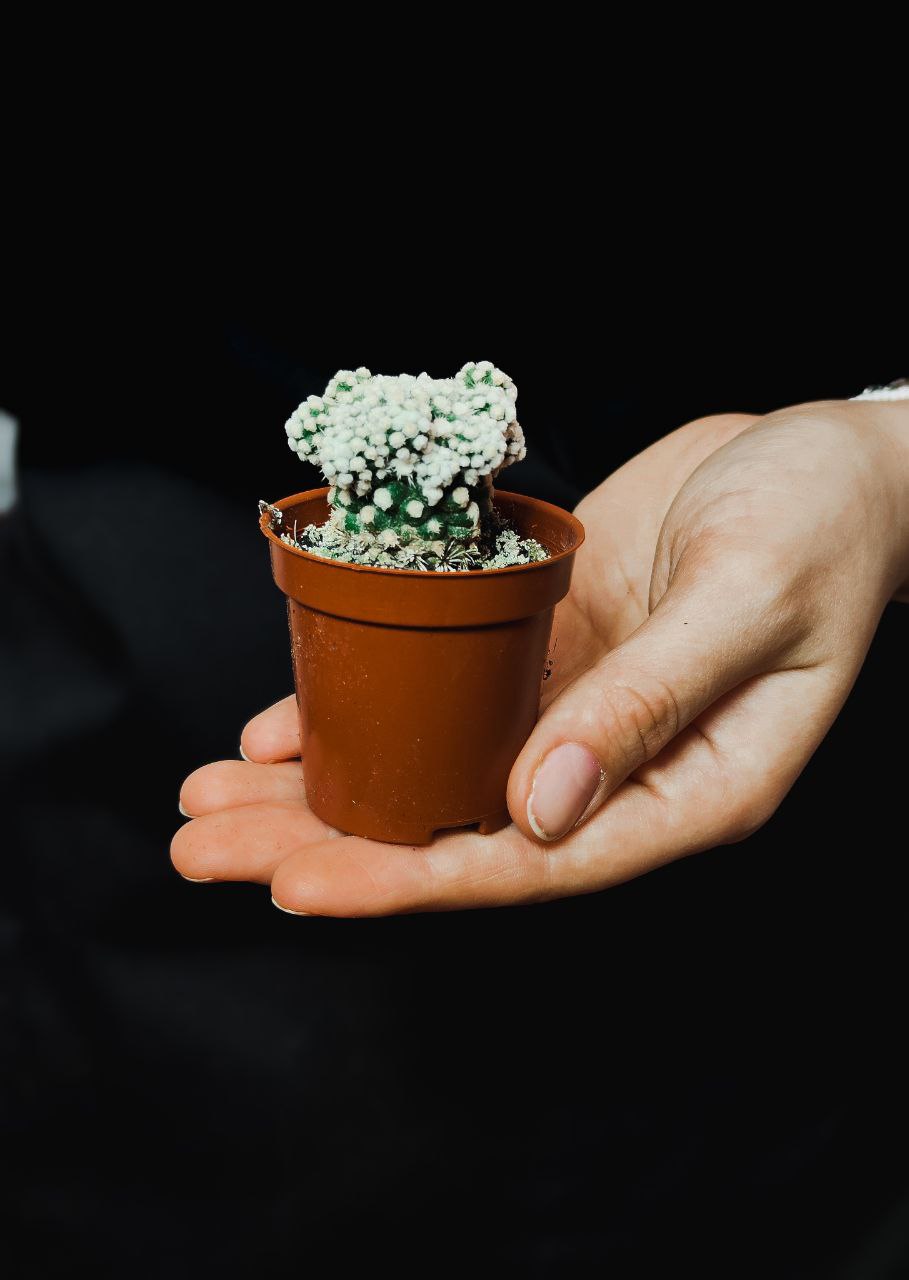 Маммиллярия Грацилис (Mammillaria Gracilis) D5см