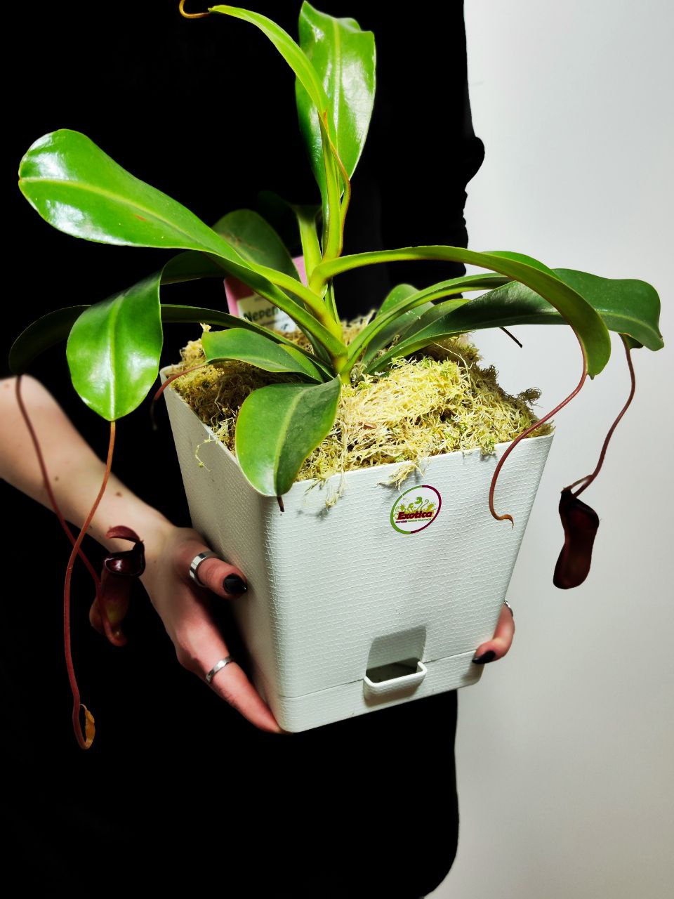 Непентес Вентрикоза (Nepenthes Ventricosa) пересаженный D17см