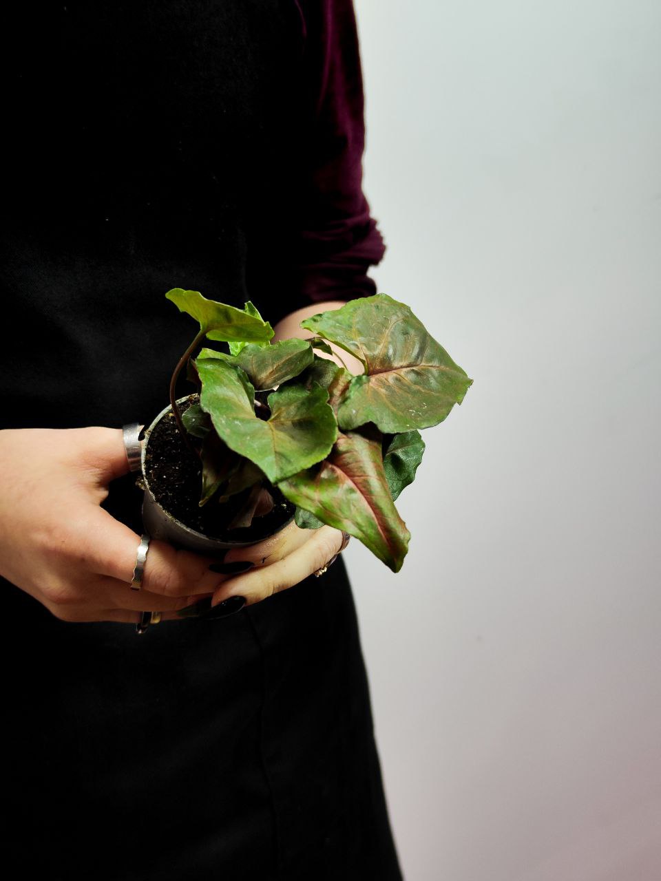 Сингониум Мария (Syngonium Maria) D6см
