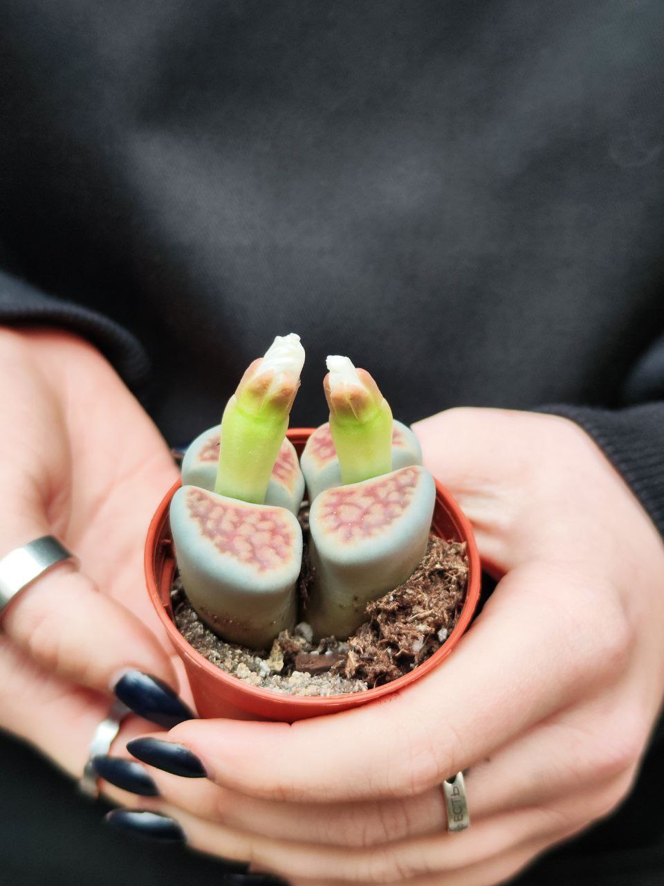 Литопсы Парочка (Lithops Duo) D5см