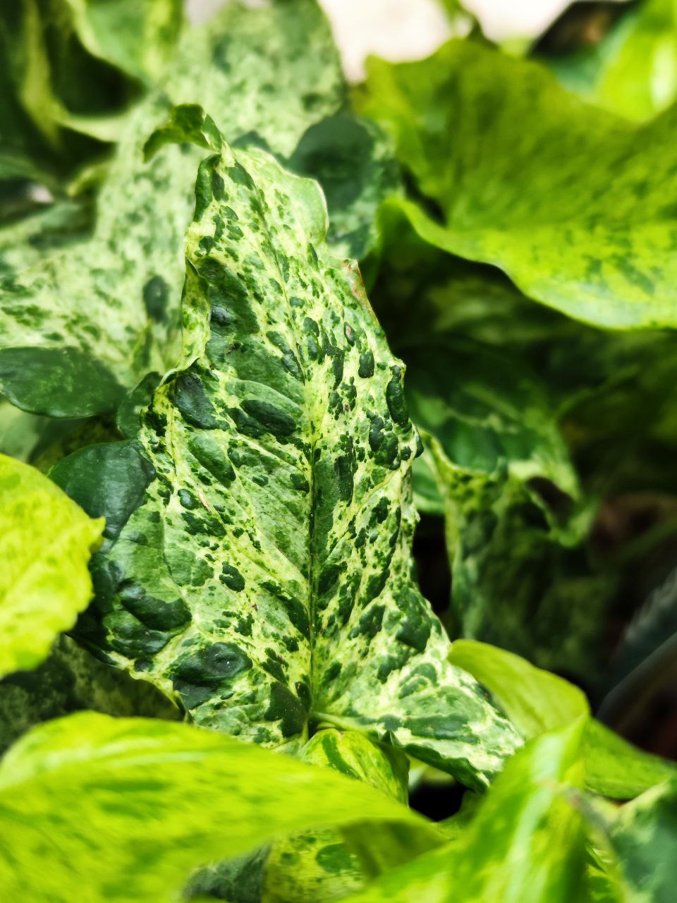 Сингониум Моттлед (Syngonium Mottled) D12см