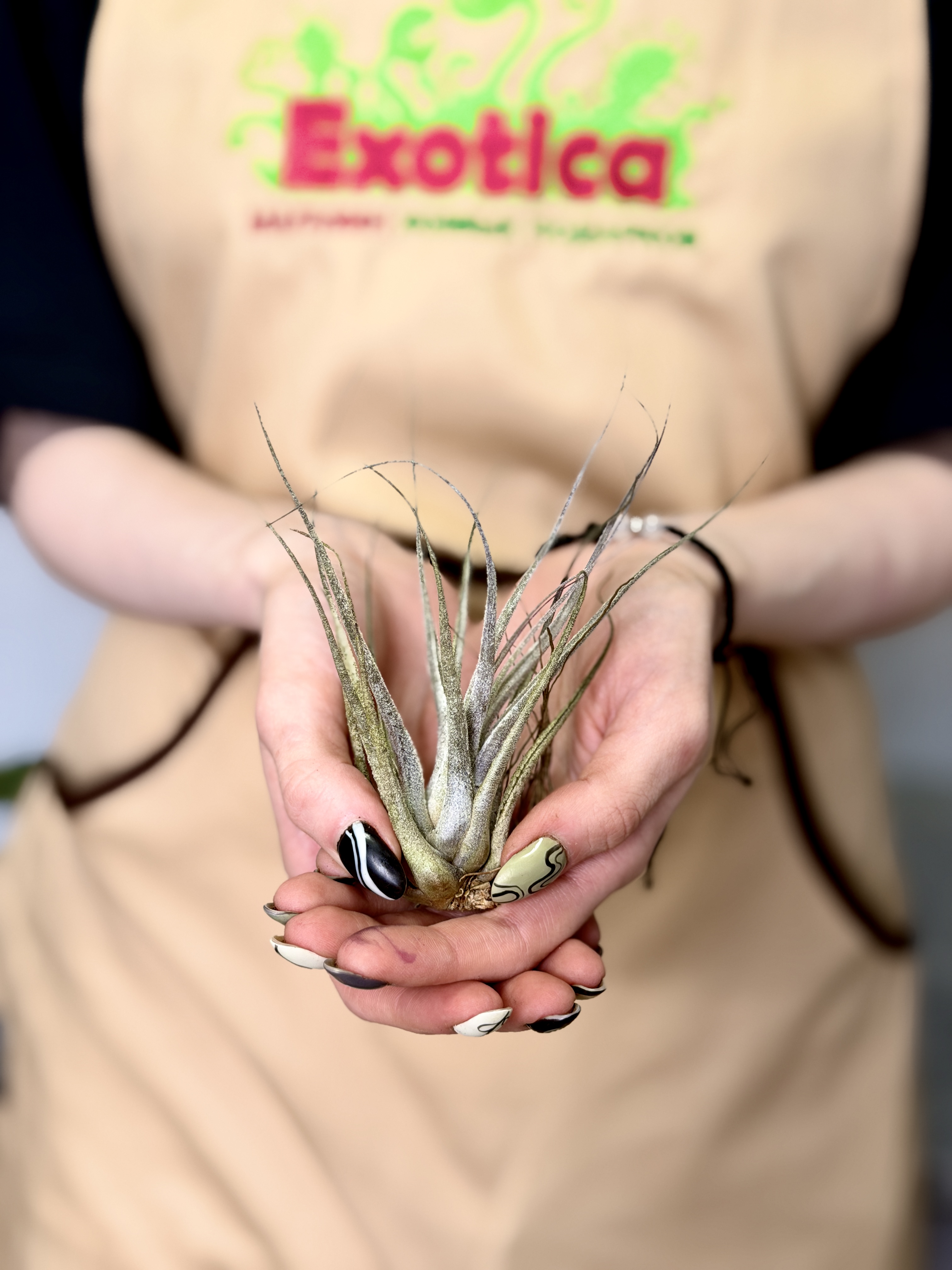 Тилландсия Элерсиана (Tillandsia Ehlersiana)