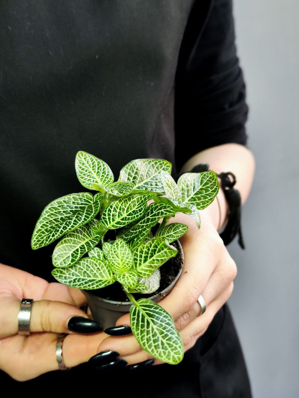 Фиттония Вершаффельта Вайт (Fittonia Verschaffeltii White) D5см