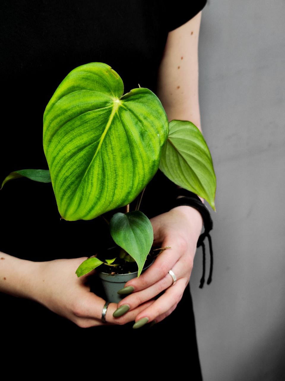 Филодендрон Макдауэлл (Philodendron McDowell) D6см