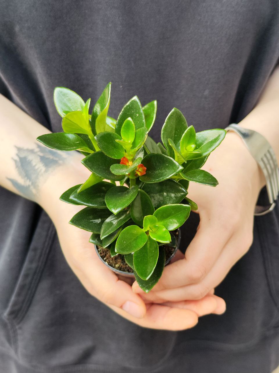 Нематантус, или Золотая Рыбка (Nematanthus) D6см