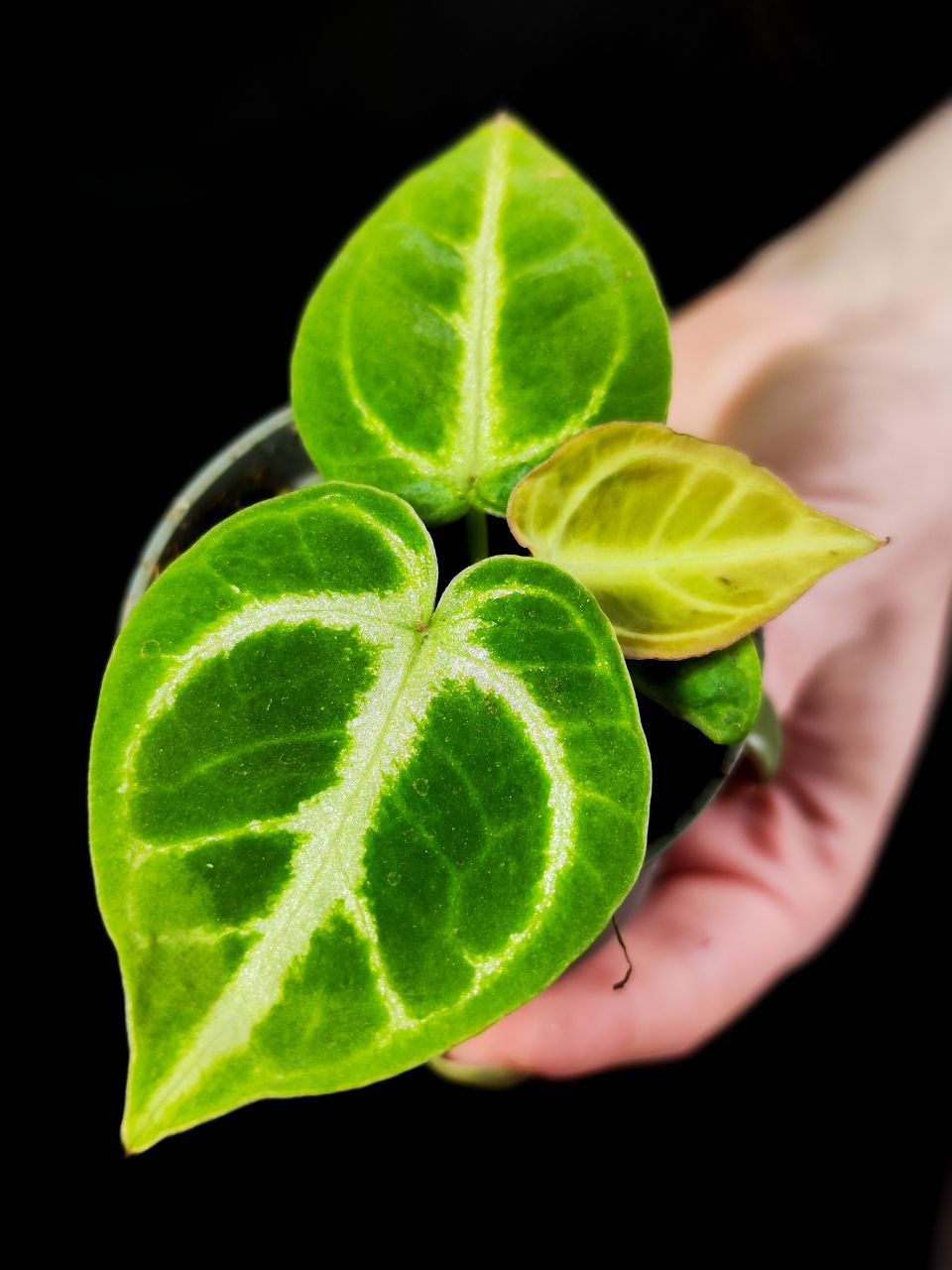 Антуриум Сильвер Блаш (Anthurium Silver Blush) D6см