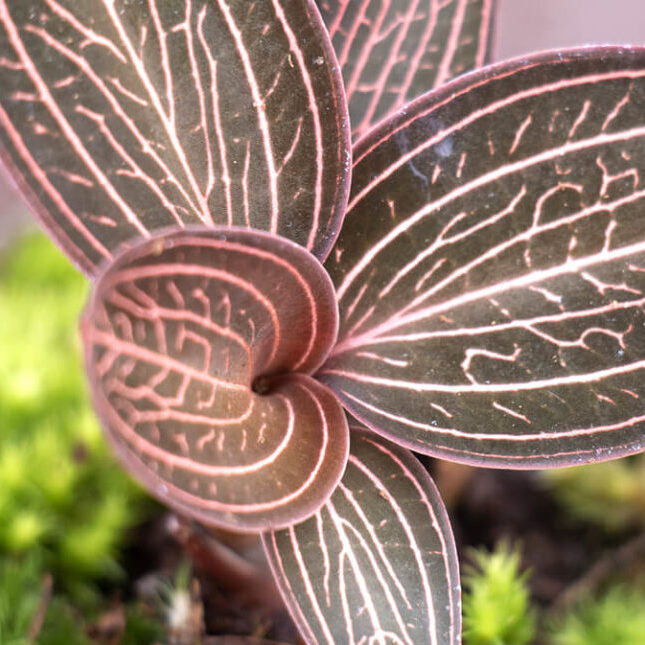 Орхидея Драгоценная Карма Руби (Jewel Orchid Karma Ruby) D7см