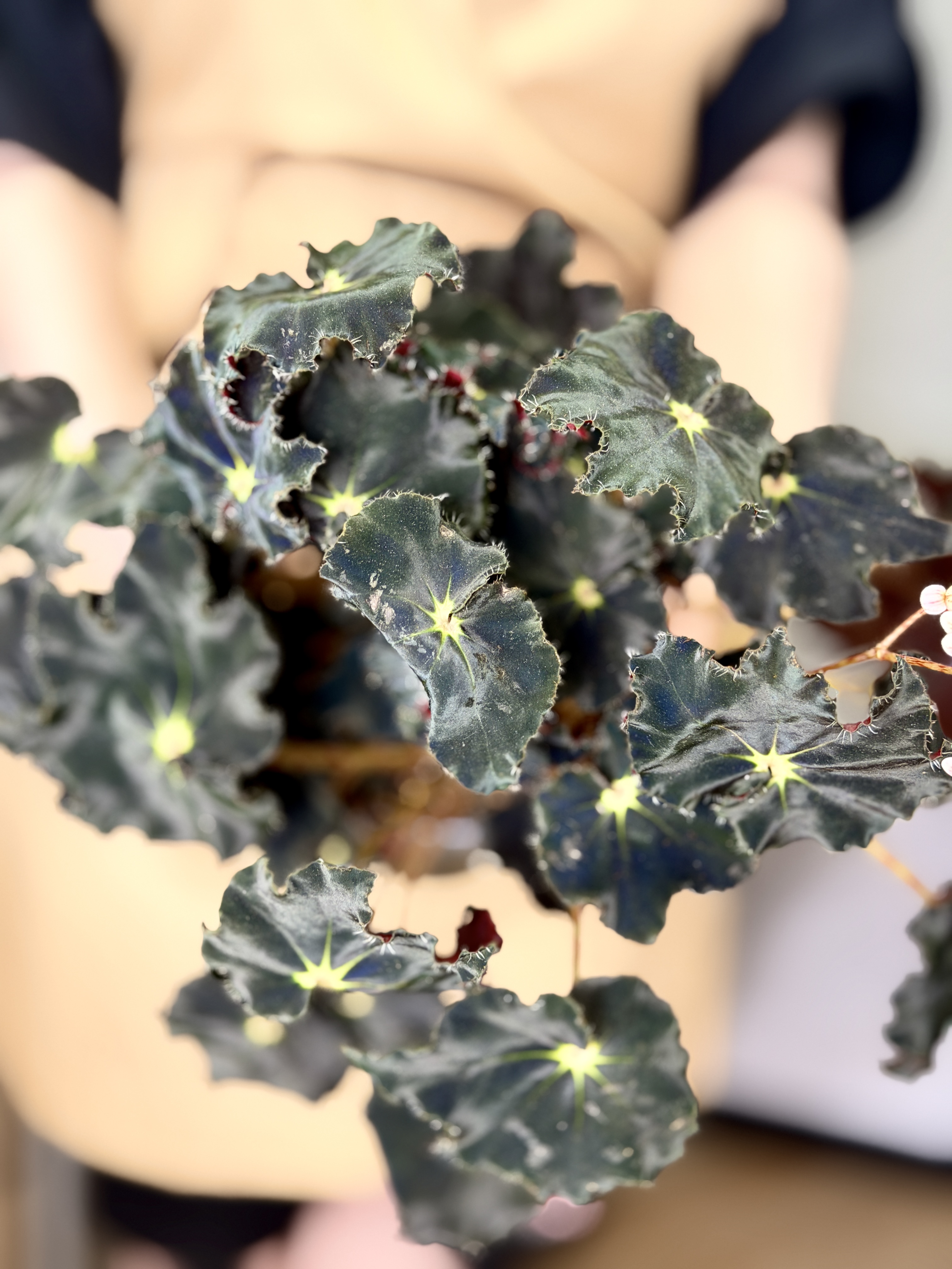 Бегония Черная Мамба (Begonia Rex Dark Mambo) D12см