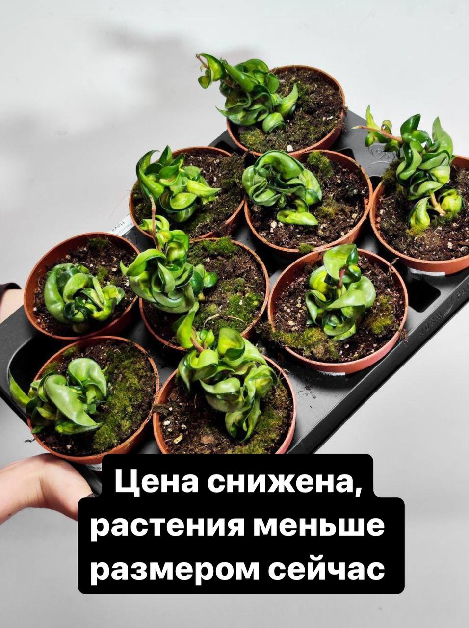 Хойя Компакта Мауна Лоа (Hoya Carnosa Compacta Mauna Loa) D11см