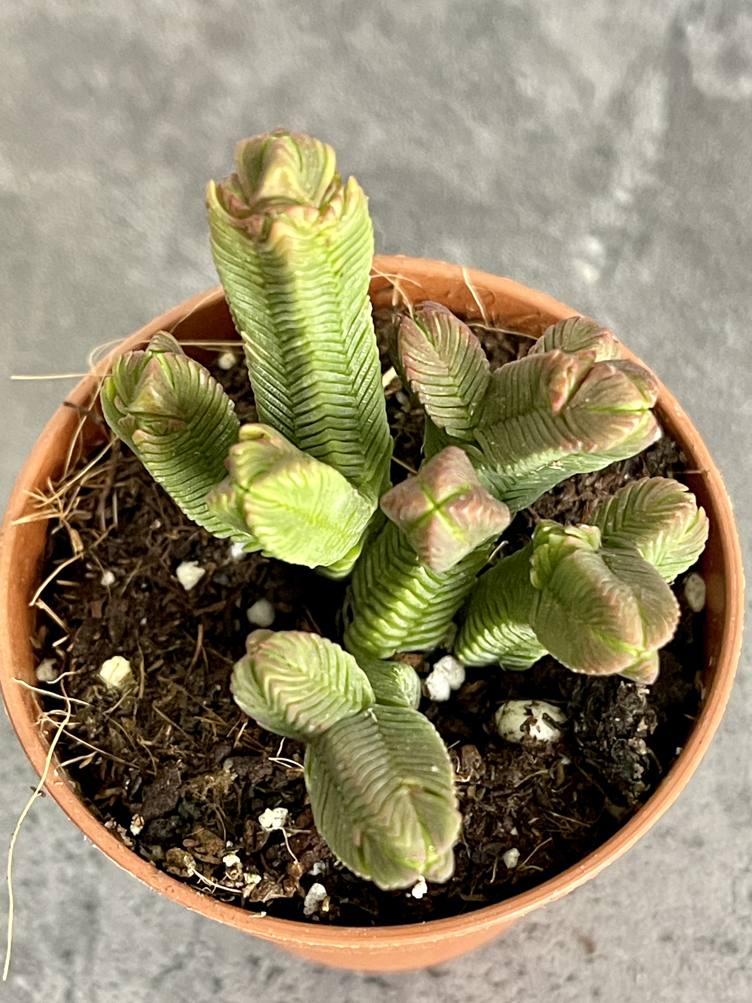 Крассула Пирамидалис (Crassula Pyramidalis) D5см