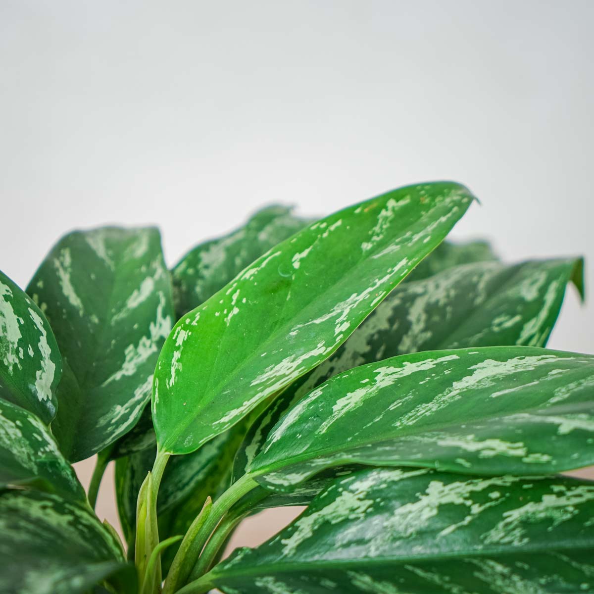 Аглаонема Сильвер Сплэш (Aglaonema Silver Splash) D12см