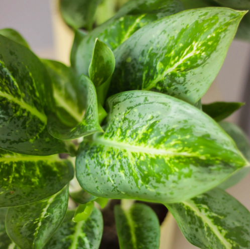 Аглаонема Лемон Минт (Aglaonema Lemon Mint) D12см