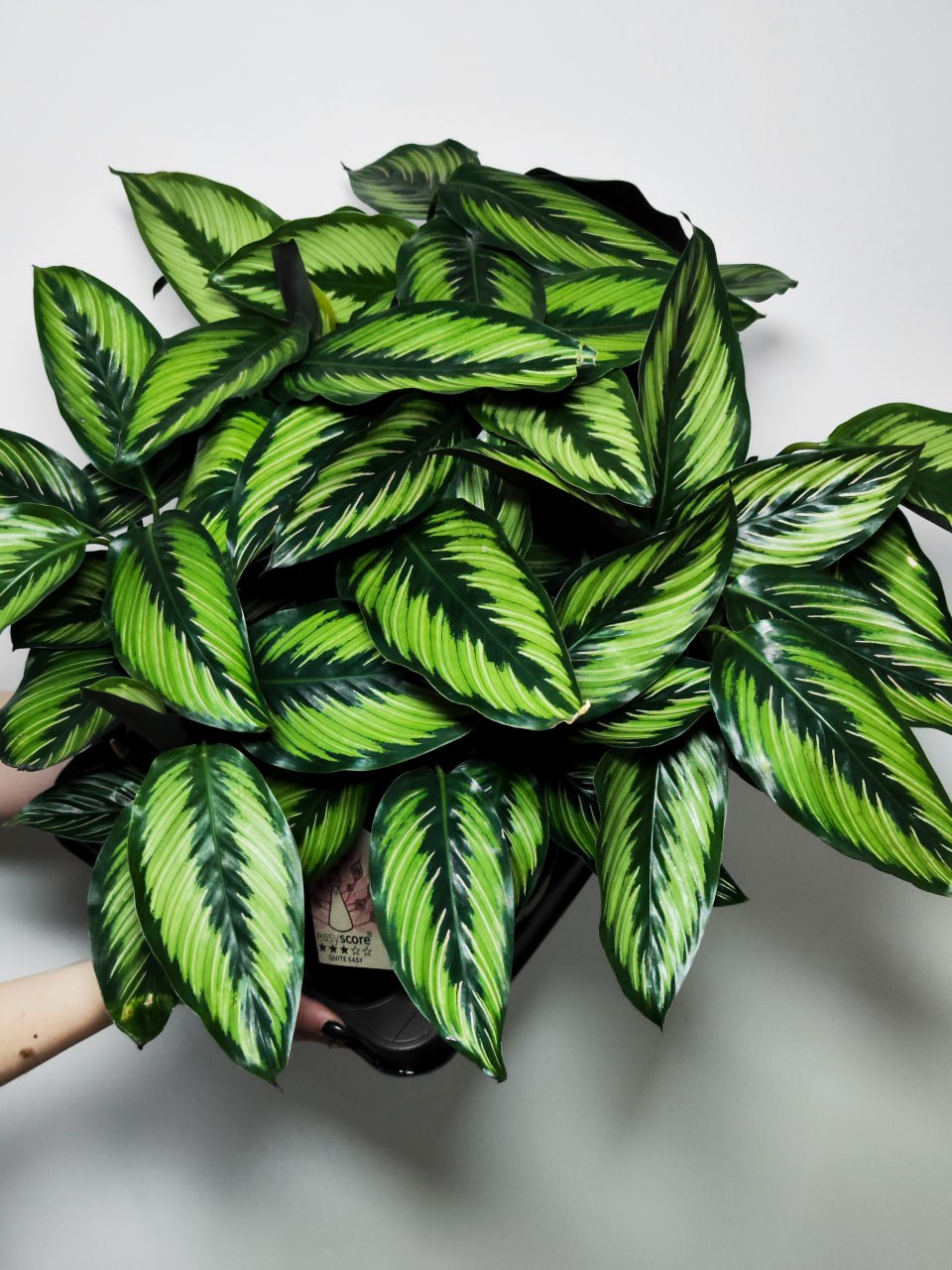 Калатея Бьюти Стар (Calathea Beauty Star) D11 см