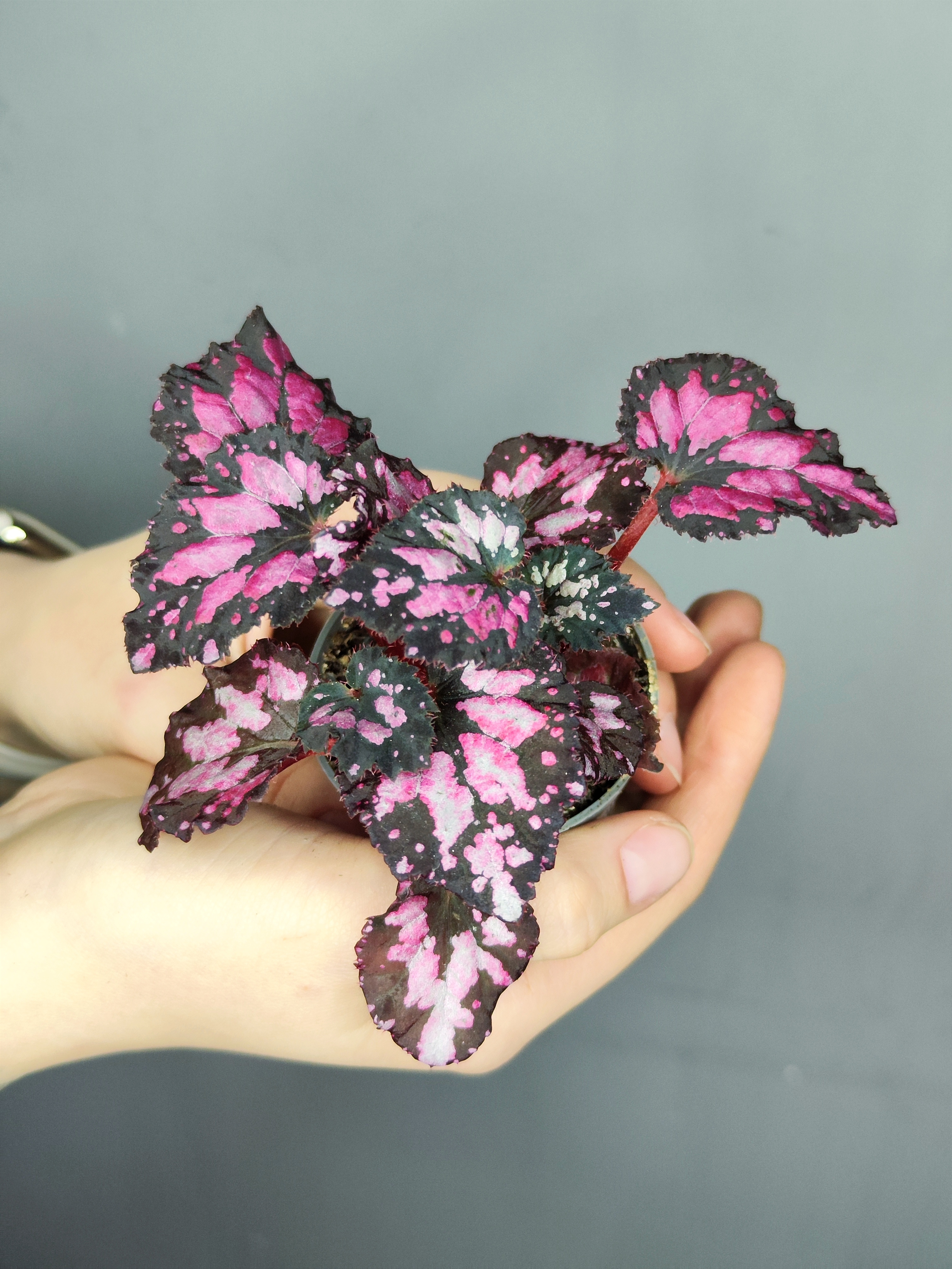 Бегония Пинкпоп (Begonia Pink Pop) D6см