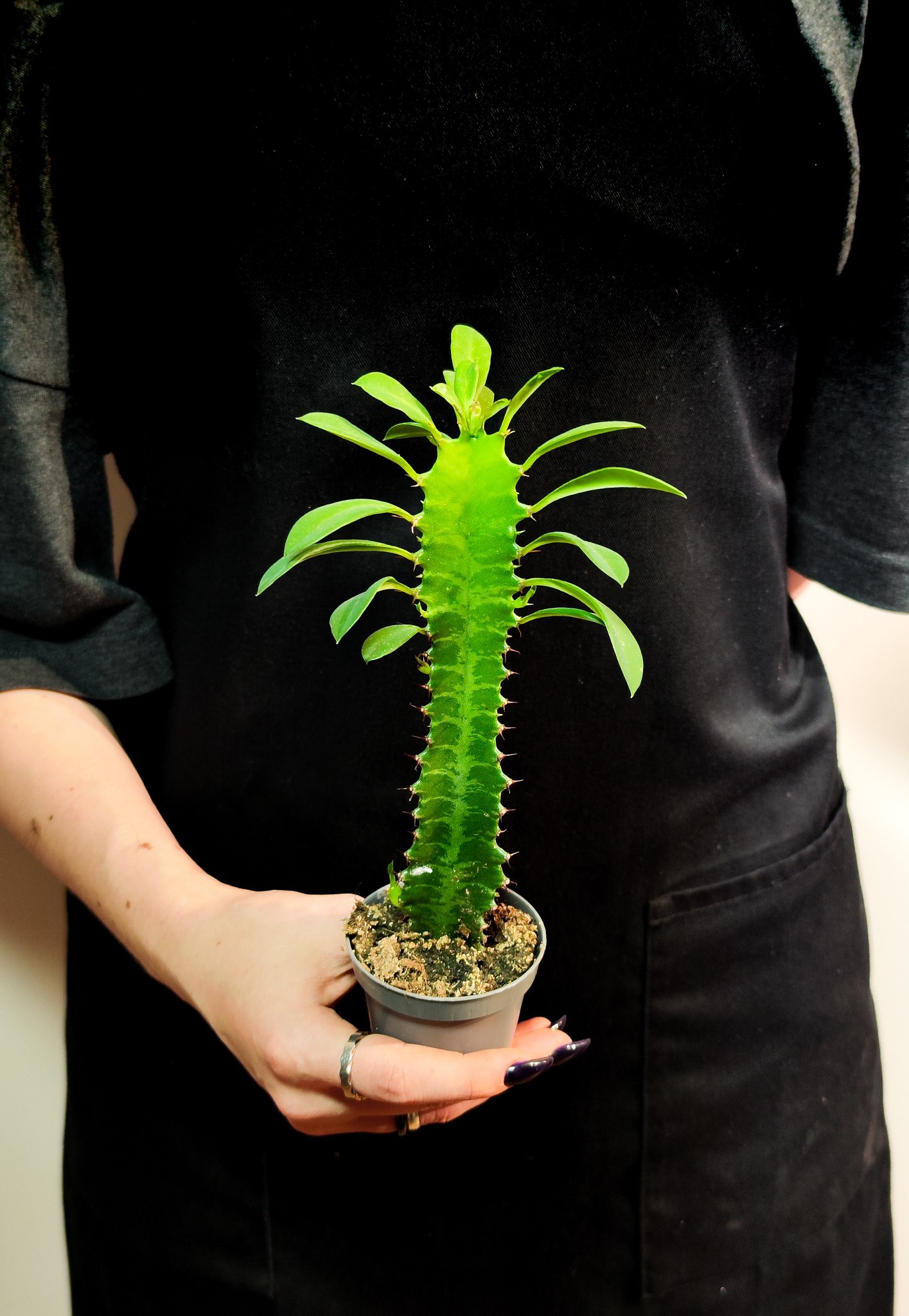 Эуфорбия Тригона, или Молочай Трёхгранный (Euphorbia Trigona) D6см