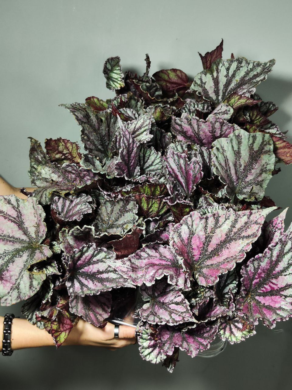 Бегония Рекс Дьюдроп (Begonia Rex Dew Drop) D12см