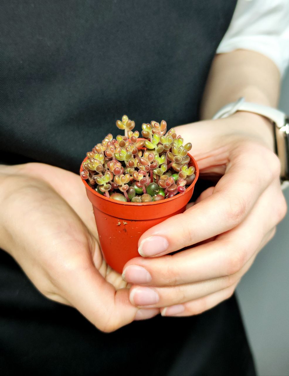 Седум Сталя  (Sedum Stahlii) D5cм