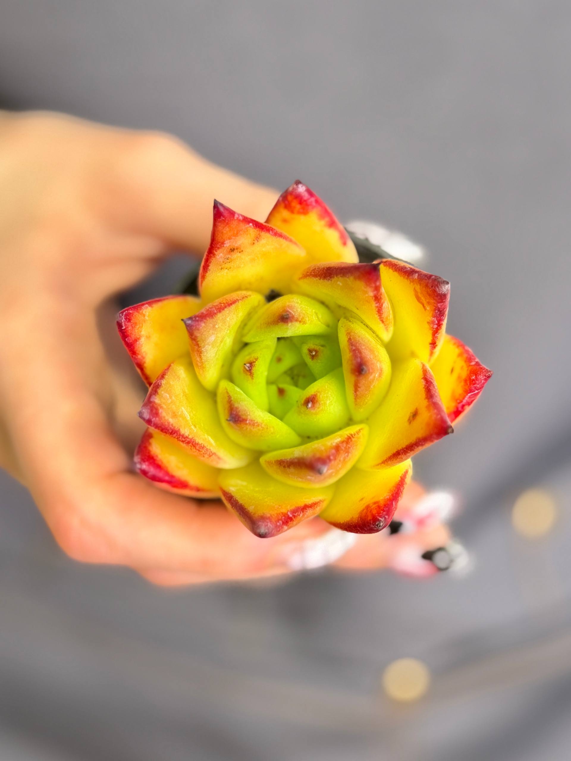 Эхеверия Агавовидная Липстик (Echeveria Agavoides Lipstick) D5см