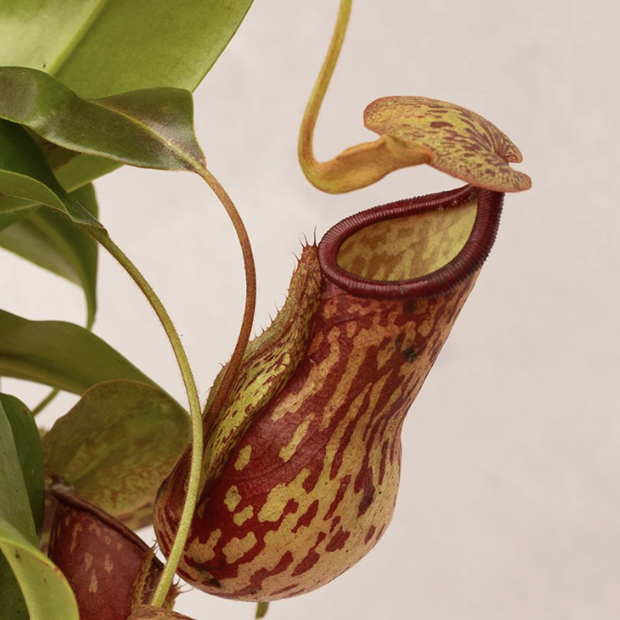 Непентес Гая Мини (Nepenthes Gaya Mini) D5см
