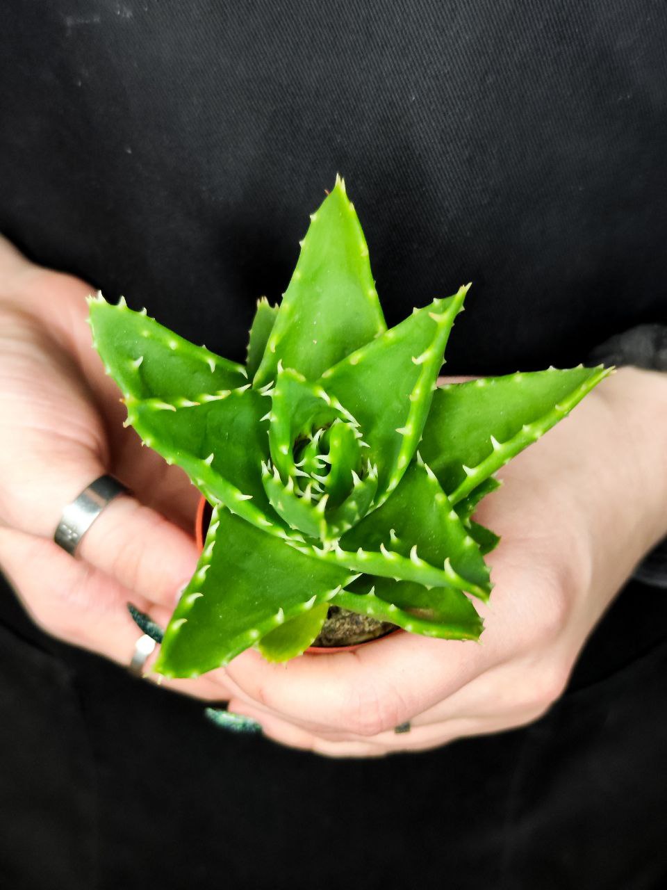 Алоэ Митриформис (Aloe Mitriformis) D5см
