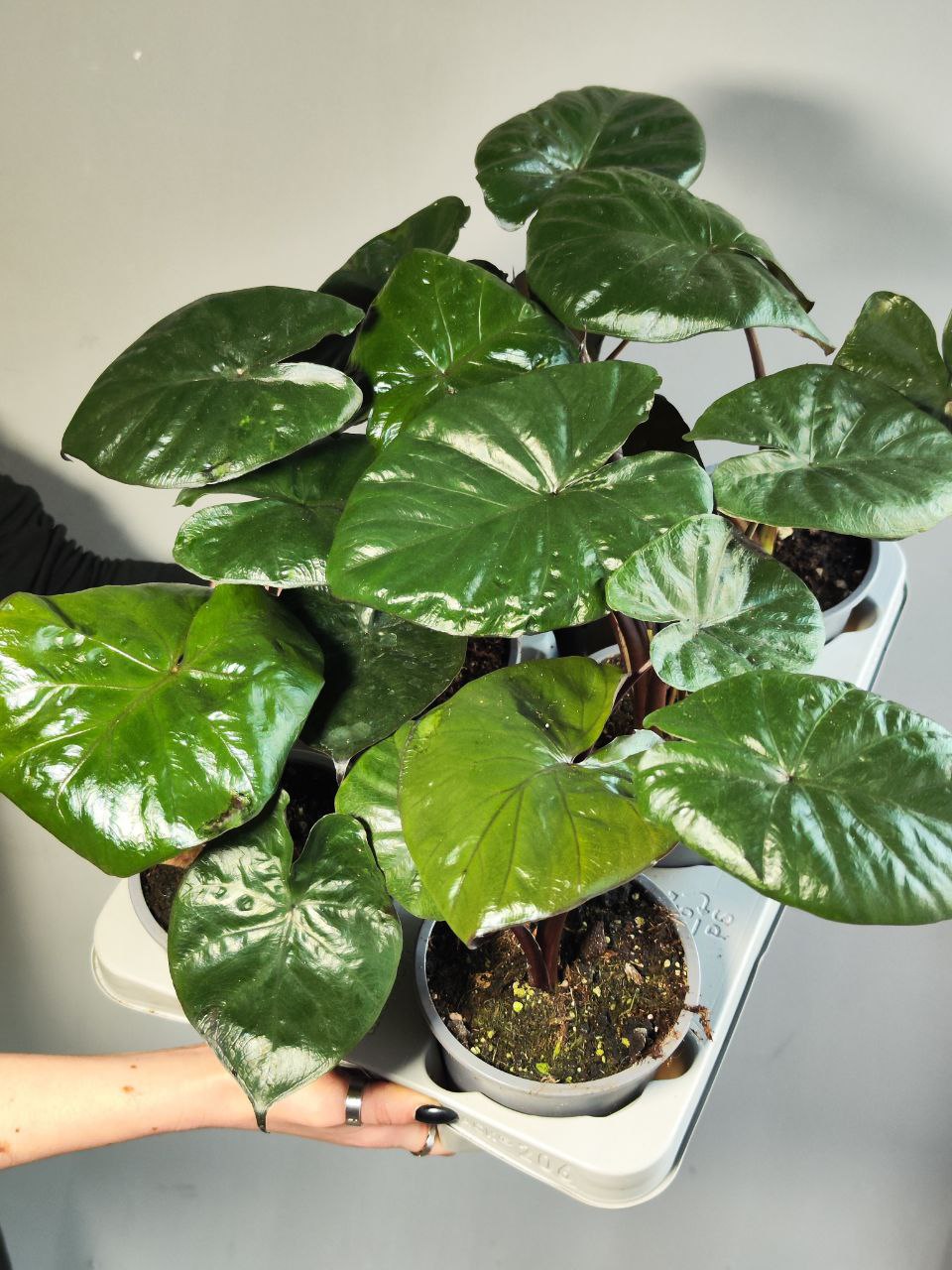 Алоказия Чоколат Грин (Alocasia Chocolate Green) D12см
