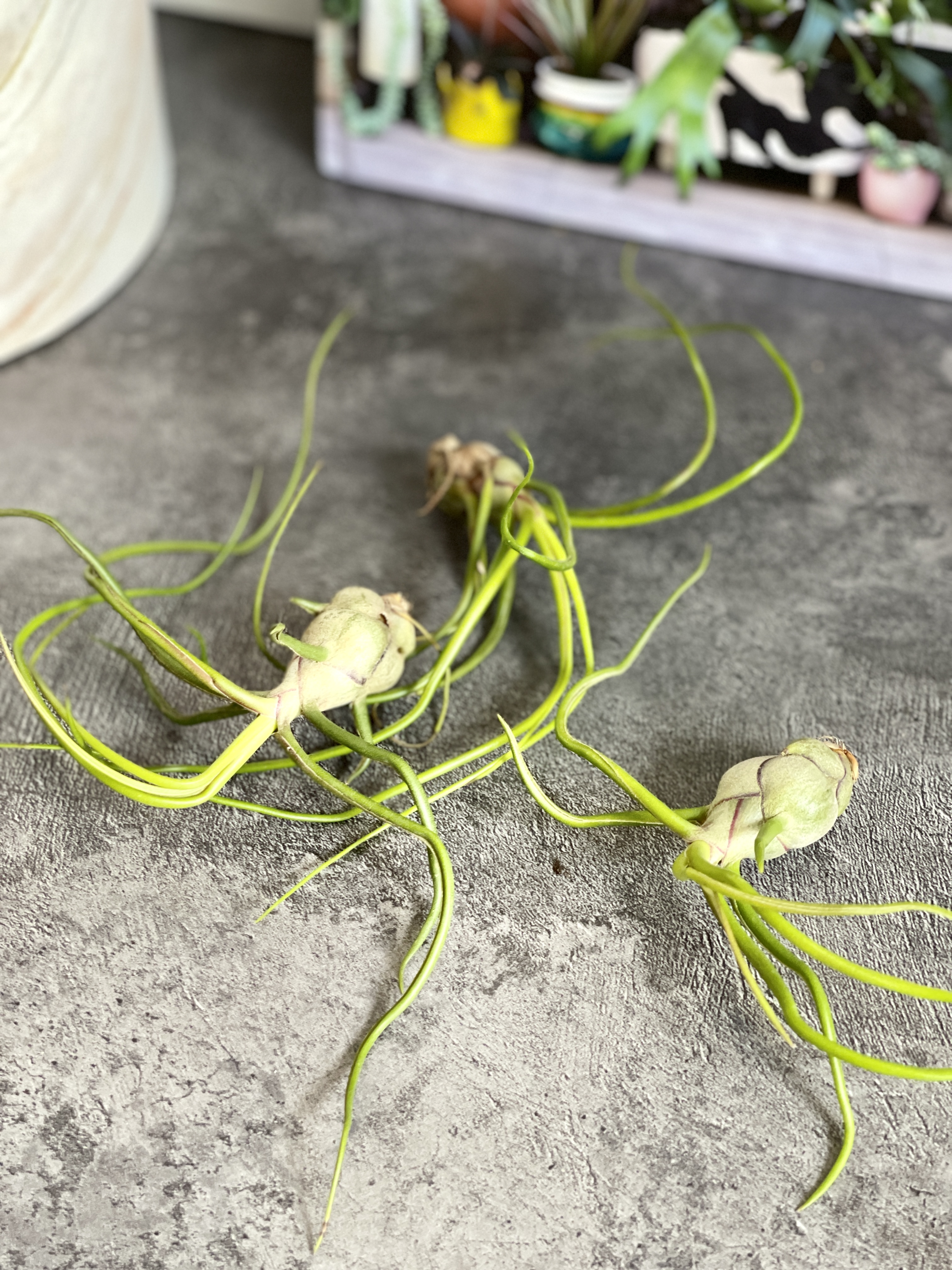Тилландсия Бульбовидная (Tillandsia Bulbosa)