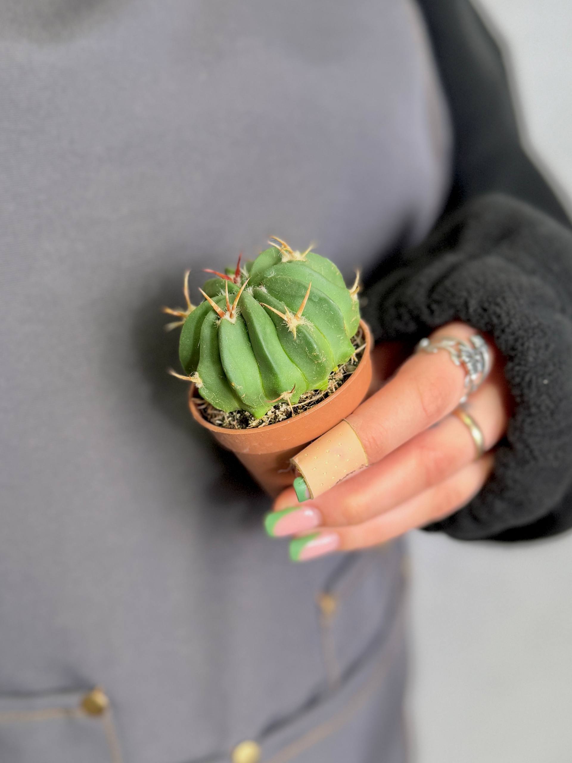 Стенокактус Коптоногонус, или Прерывистореберный (Stenocactus Comptonogonus) D5см