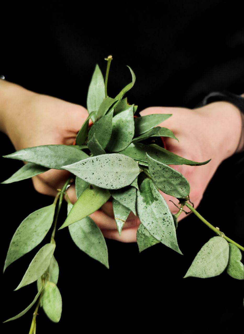 Хойя Лакуноза Минт (Hoya Lacunosa Mint) D6см