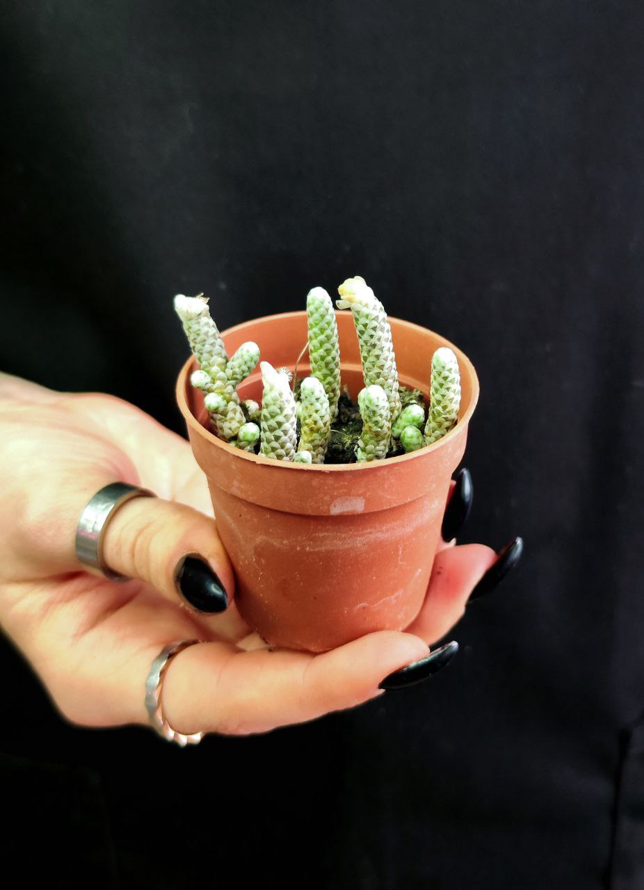 Авония Рекурвата (Avonia Recurvata) D5см