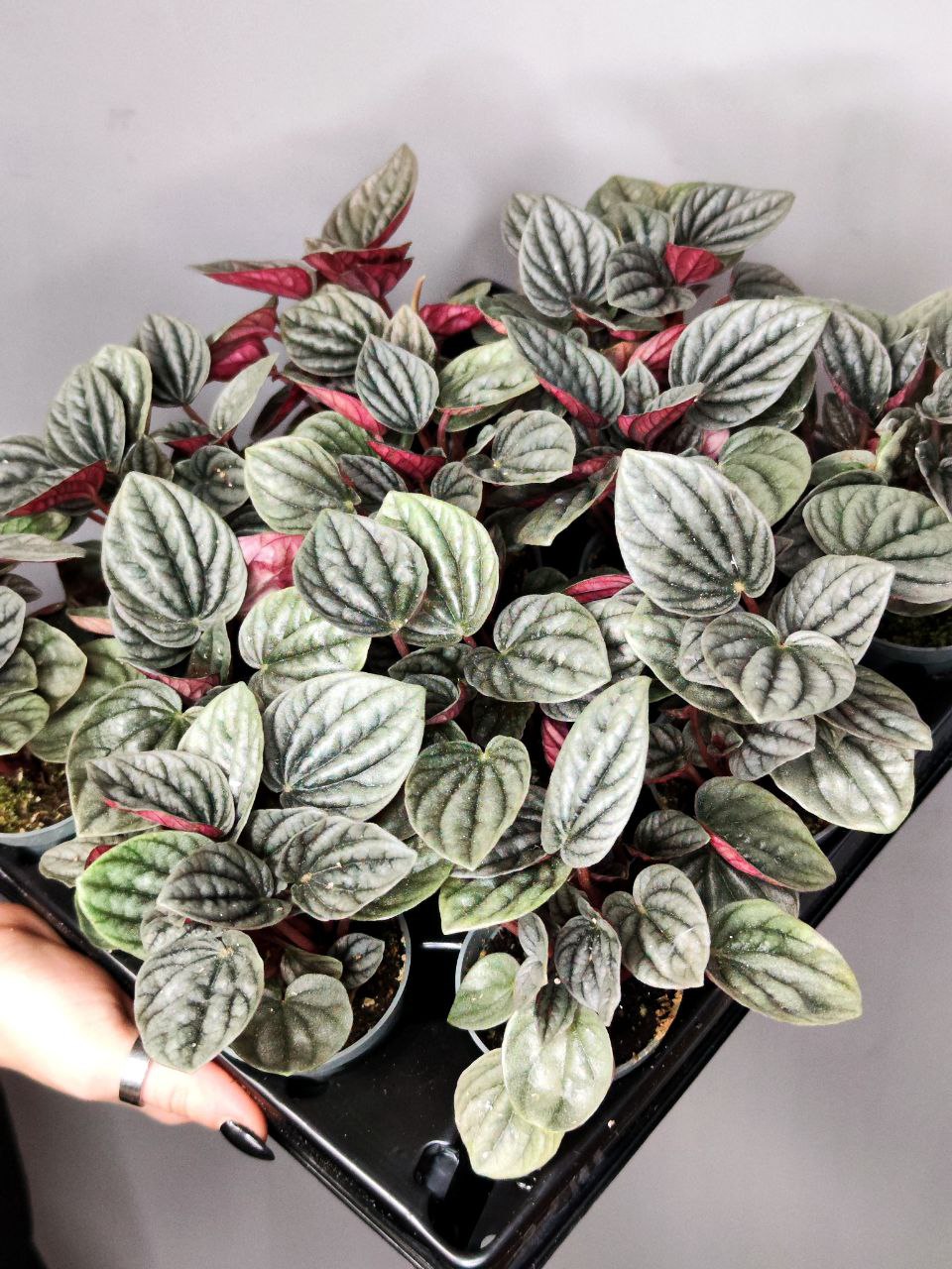 Пеперомия каперата Бразилия (Peperomia Caperata Brasilia) D5см
