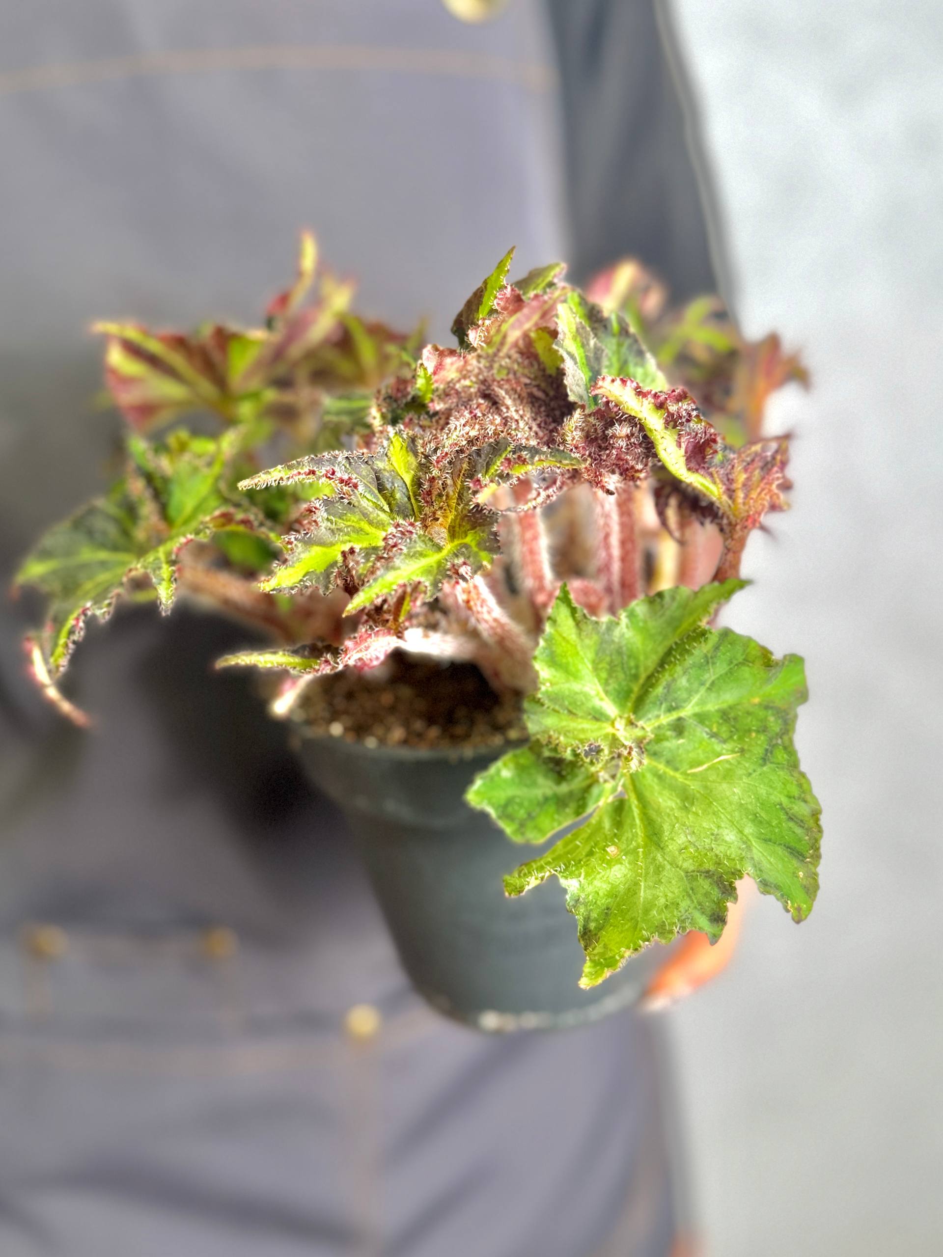 Бегония Борщевиколистная Нигриканс (Begonia Heracleifolia var. Nigricans) D12см
