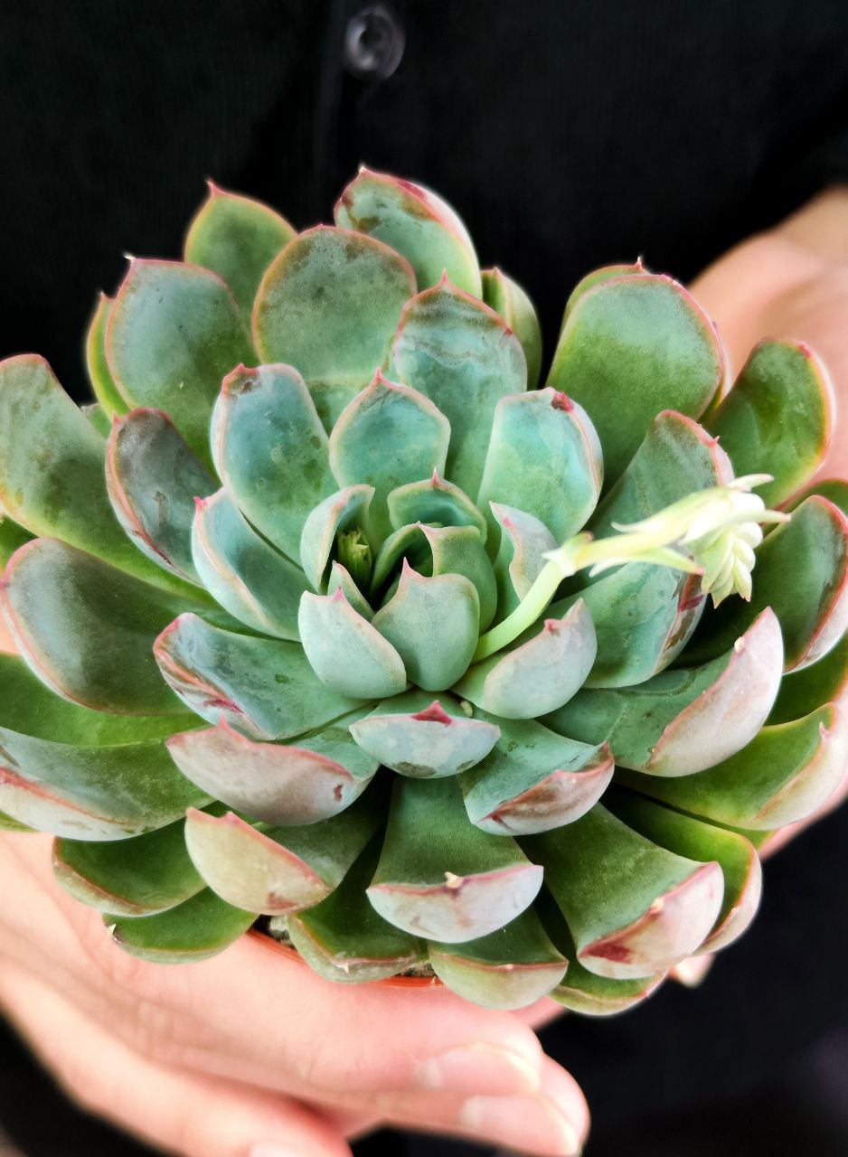 Эхеверия Саммер (Echeveria Summer) D8,5см