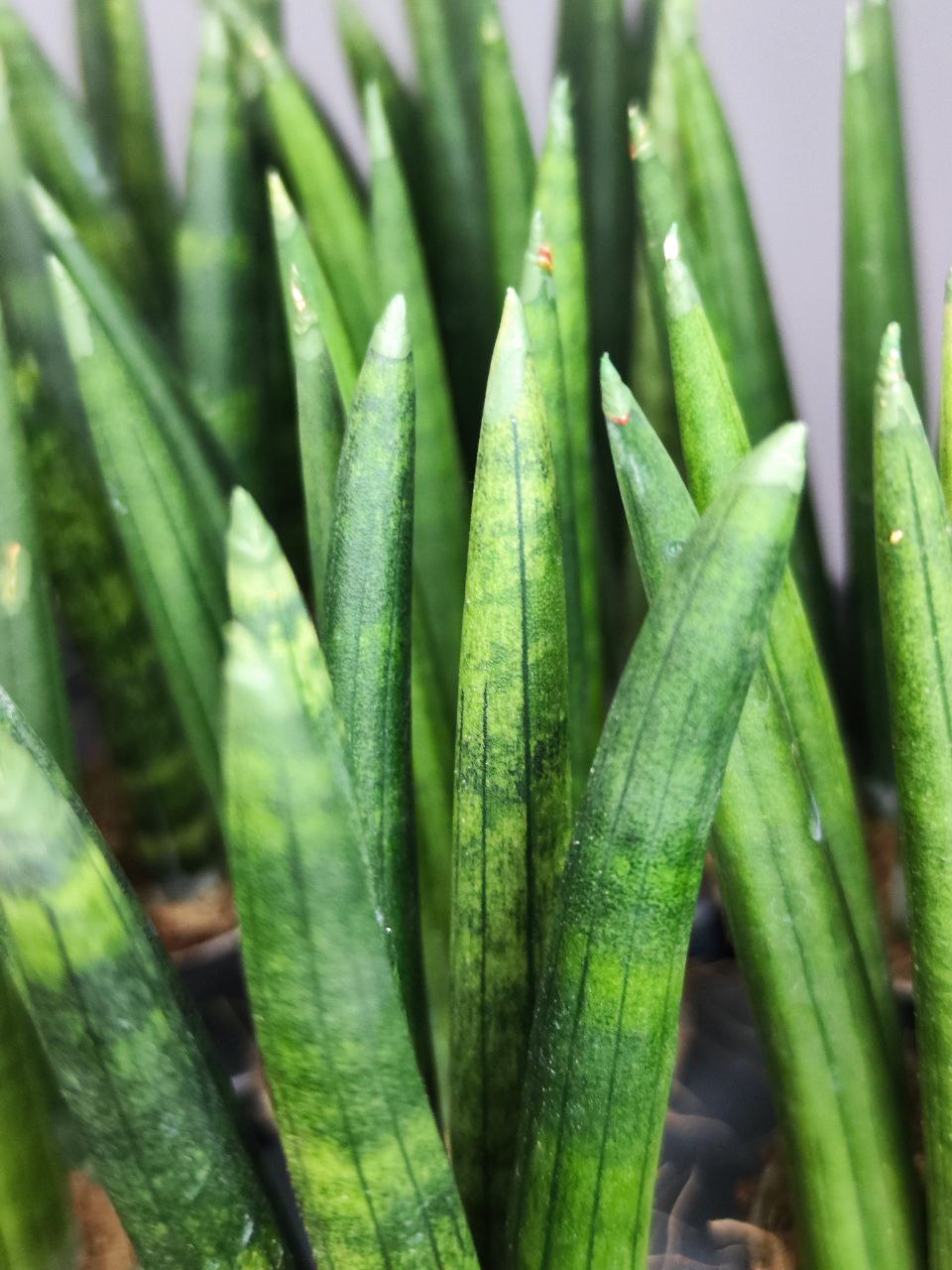 Сансевиерия Цилиндрика Стрейт (Sansevieria Cylindrica Straight) D6см
