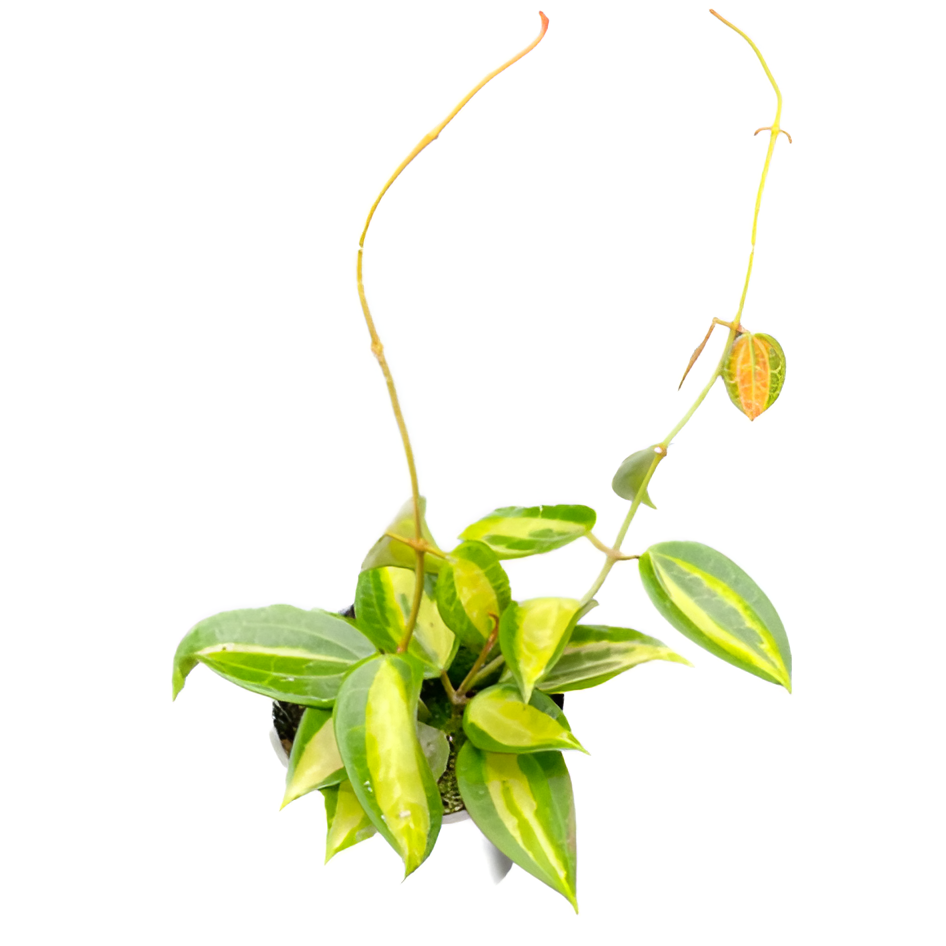 Хойя Латифолия Пот оф Голд (Hoya Latifolia Pot of Gold) D10см