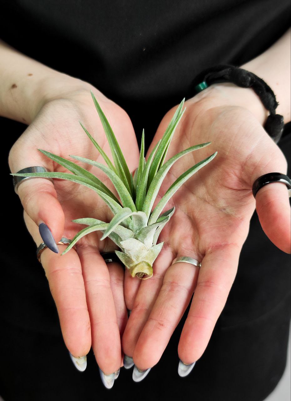 Тилландсия Мэджик Мини (Tillandsia Magic Mini)