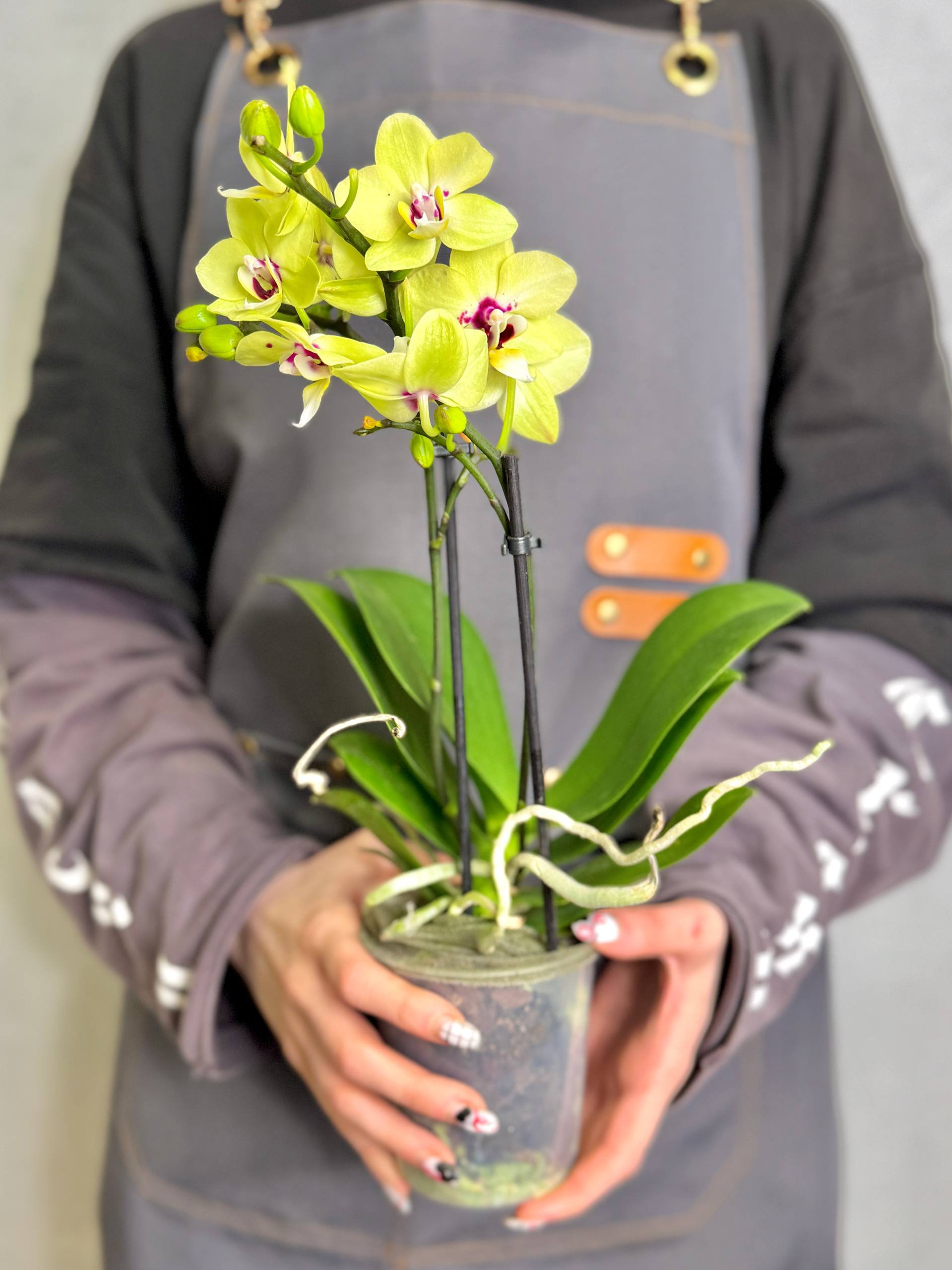 Орхидея Фаленопсис Букетто Лайм (Phalaenopsis Boquetto Lime) D9см