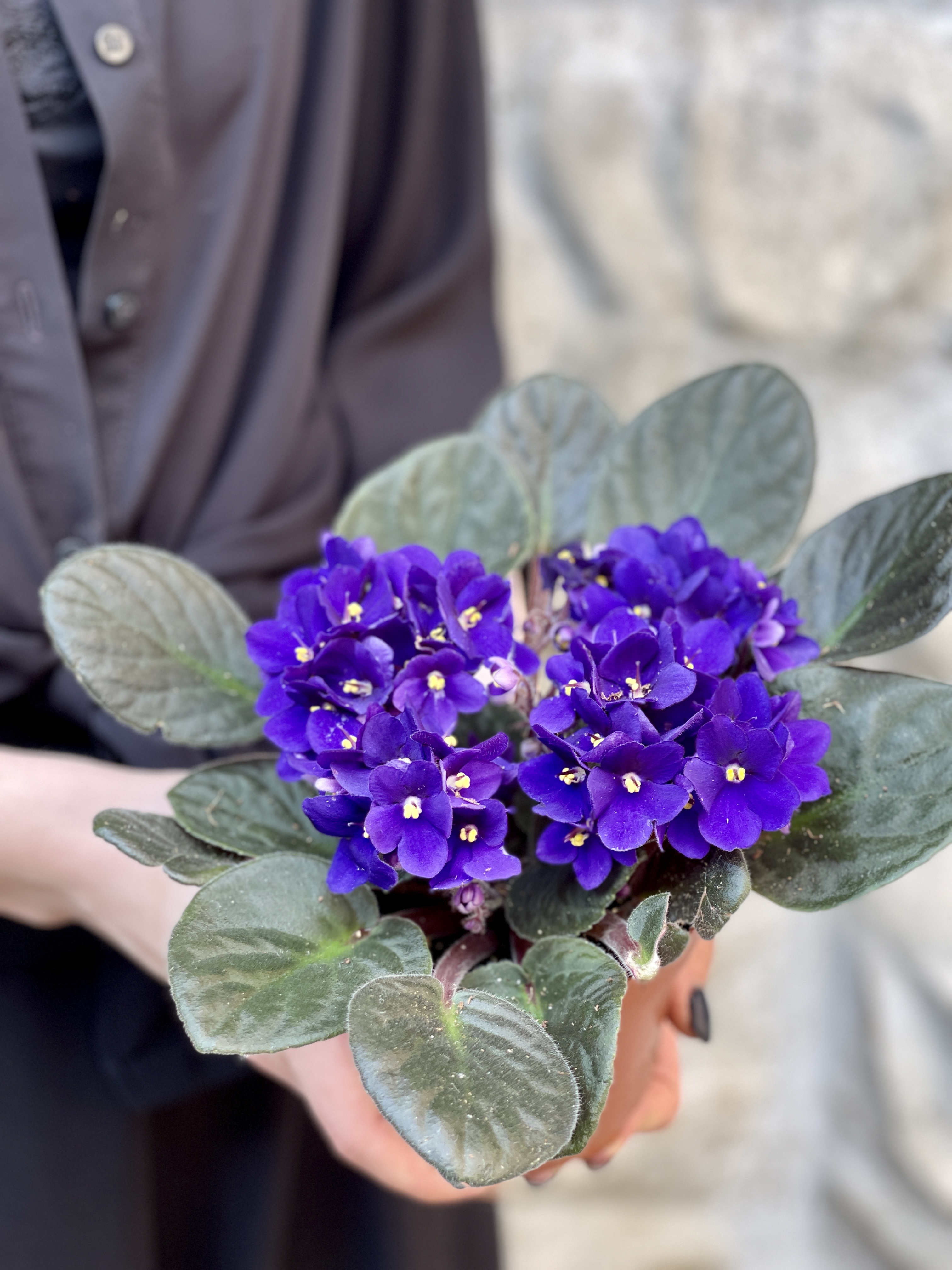 Сенполия Фиолетовая, или Фиалка (Saintpaulia Violet) D10см